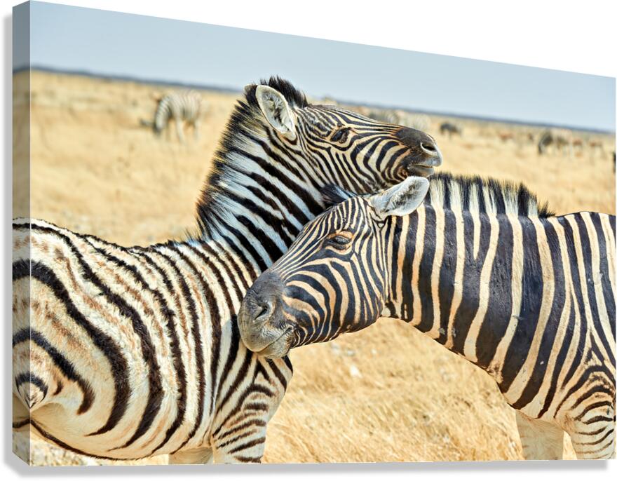 Zebras cuddle in Etosha National Park in Namibia during daylight Canvas Print