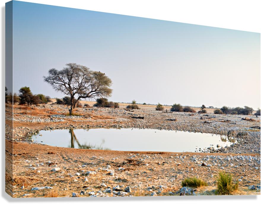 Zebras drink water at a waterhole in Etosha National Park Namibi Canvas Print