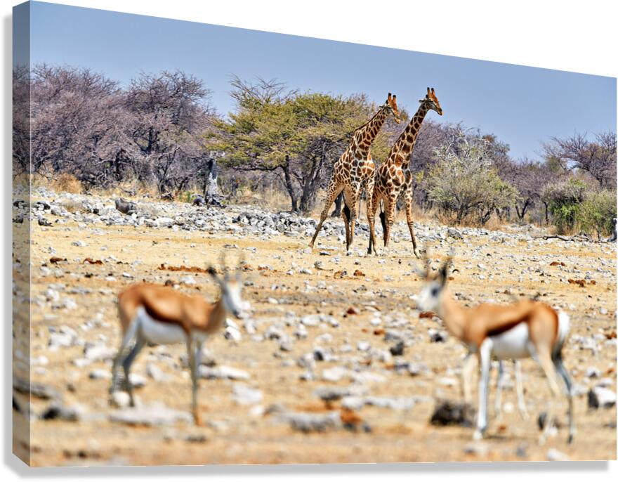 Giraffes and springboks in Etosha National Park Namibia Canvas Print