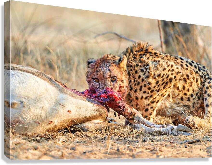 Cheetah feeding on prey in Okonjima Reserve in Namibia Canvas Print