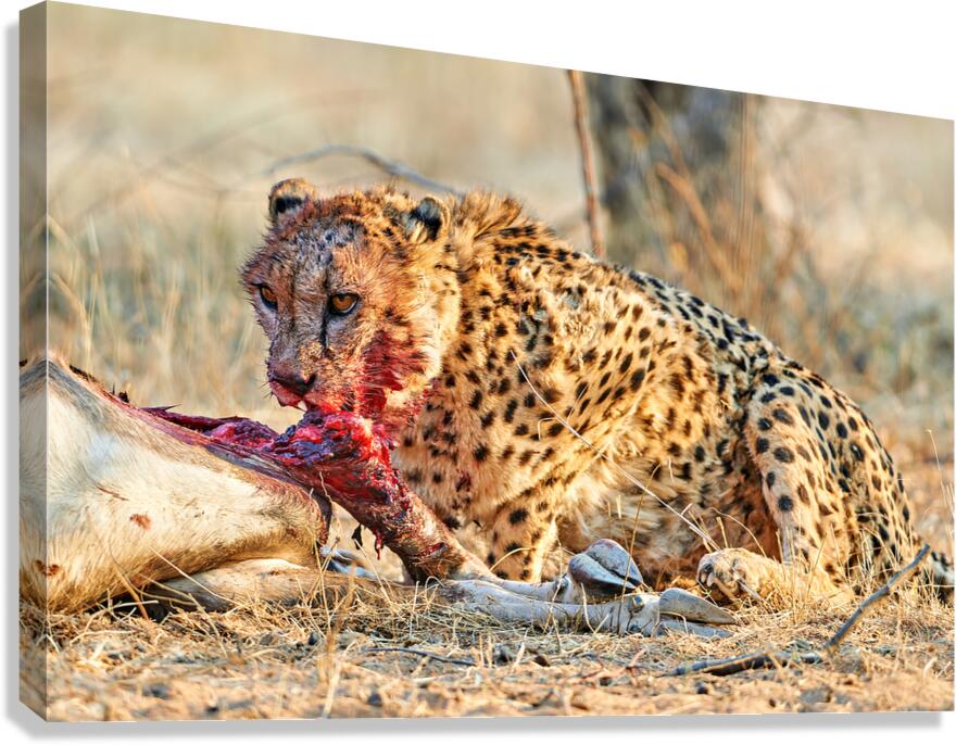 Cheetah feeding on prey in Okonjima Reserve Namibia Canvas Print