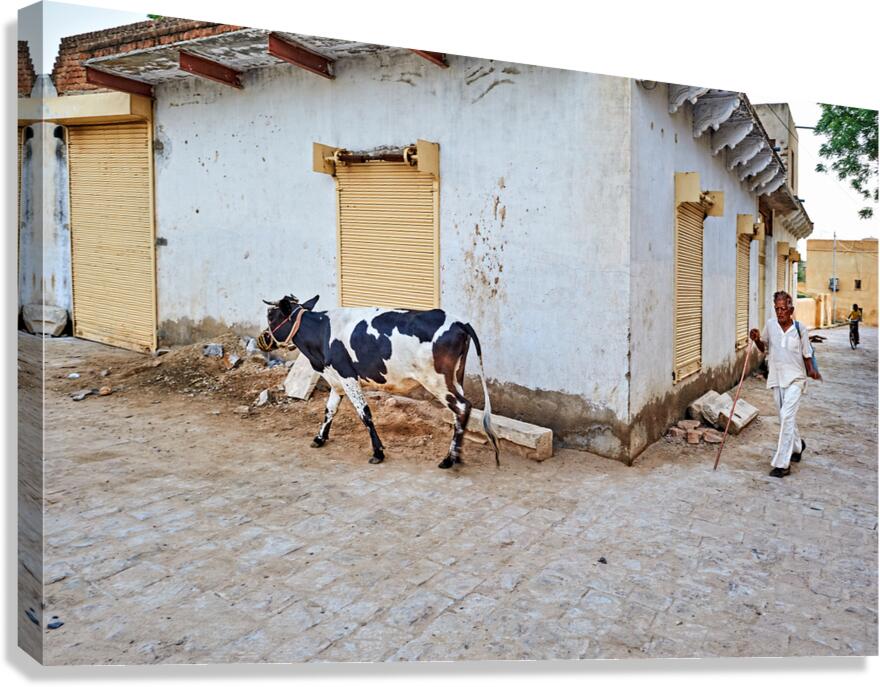 Man walking with cow in Mandawa streets Rajasthan India Canvas Print