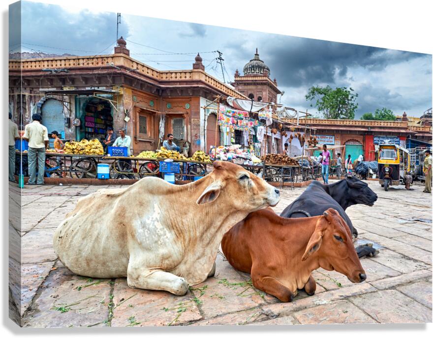 Cows resting at Sardar Market in Jodhpur Rajasthan during the d Canvas Print