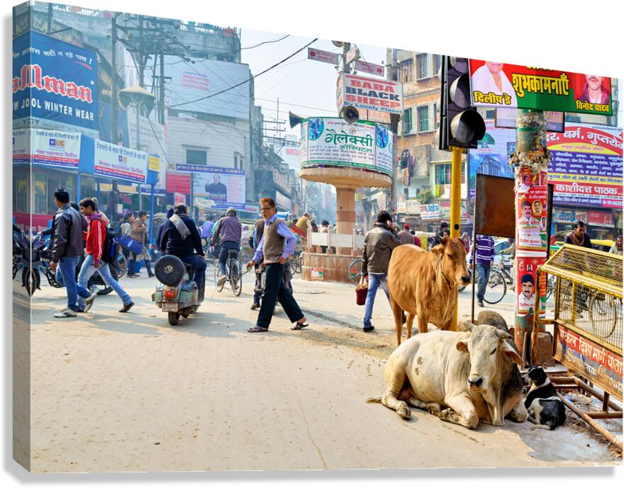 Cows roam the streets of Varanasi Benares Uttar Pradesh Canvas Print