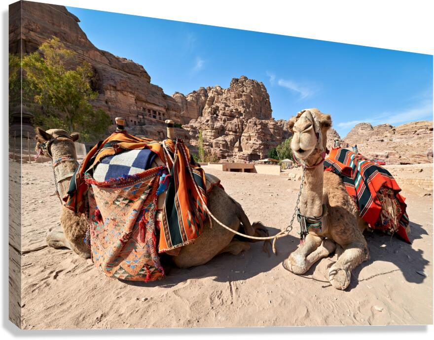 Tourists ride camels at Petra archaeological site in Jordan Canvas Print