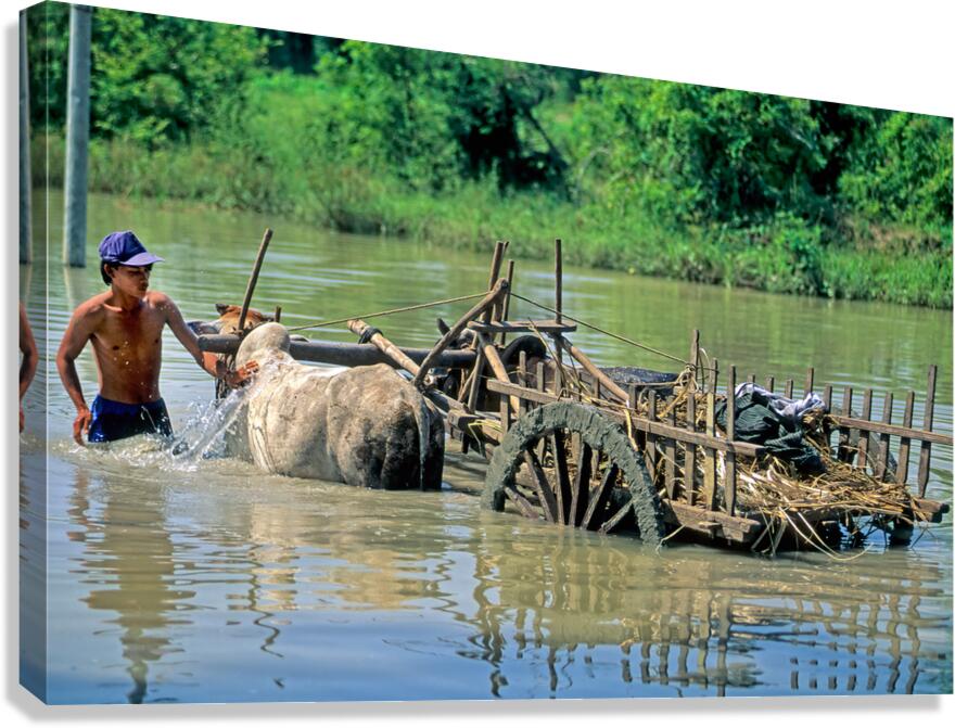 Washing cows in a river in the countryside of Myanmar Canvas Print