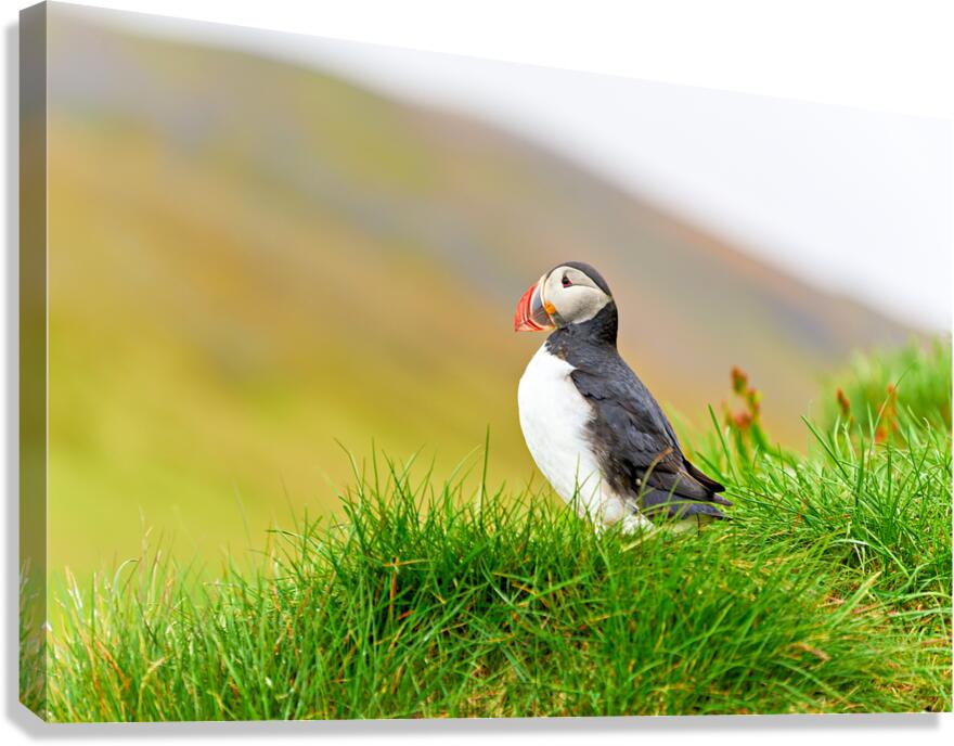 Puffin standing on grass in Borgarfjordur Eystri Iceland Canvas Print