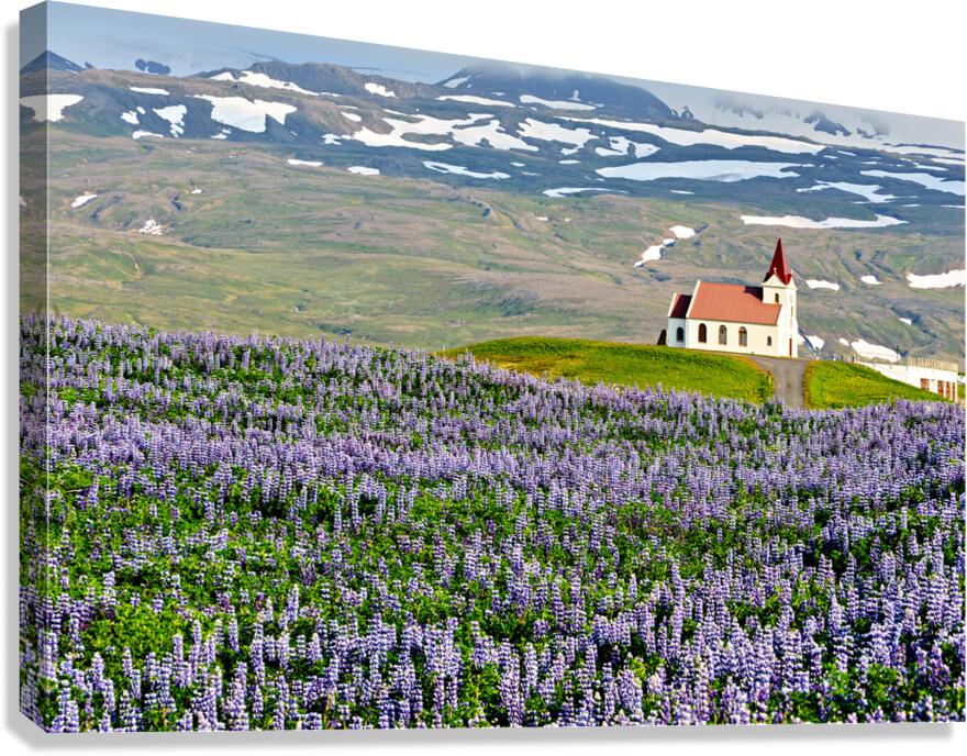 Ingjaldsoll church stands in a field of flowers in Iceland Canvas Print