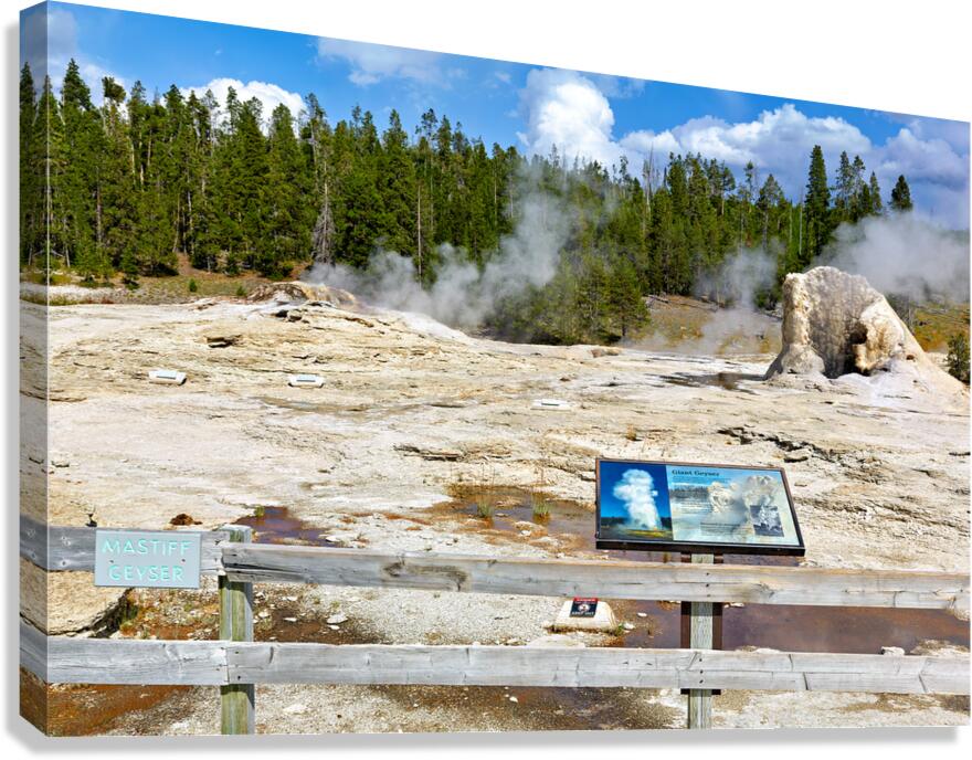Giant Geyser erupts in Yellowstone National Park during daytime Canvas Print