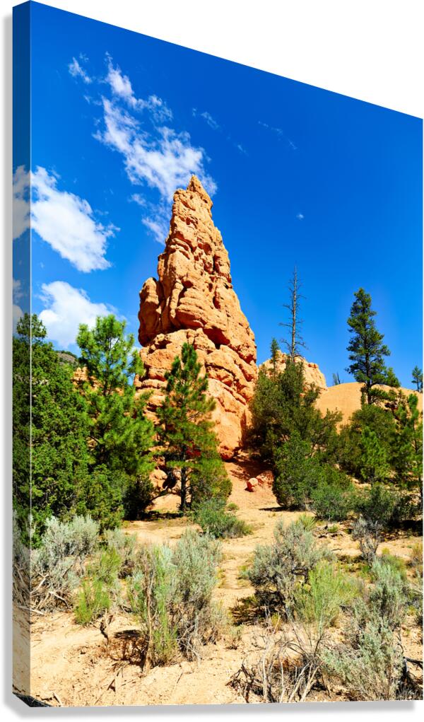 Visit to Dixie National Forest during a sunny afternoon Canvas Print