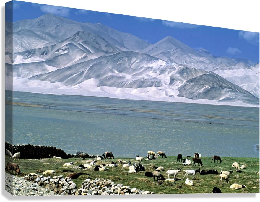 Mountains and livestock in Uzbekistan landscape Canvas Print