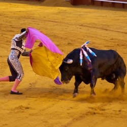 Bullfight at seville arena in andalusia spain
