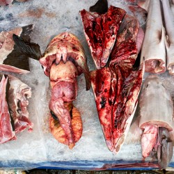 Fish market display in Phu Quoc Vietnam with seafood