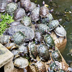 Turtles gather on a stone by the water in Saigon Vietnam