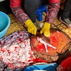 Market activity in Hanoi with fish preparation in progress