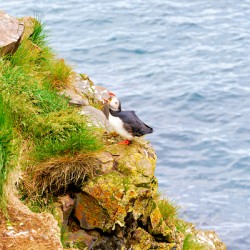 Puffin rests on rocky cliff near Borgarfjordur Eystri in Iceland