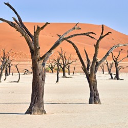 Dried camel thorn trees in Deadvlei pan in Namibia
