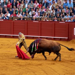 Bullfight event in Seville Arena of Andalusia Spain