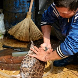 Man preparing turtle at market in Hanoi during daytime