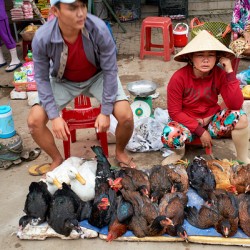 Local market in Phu Quoc with people selling poultry