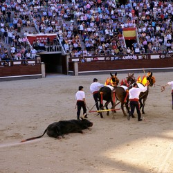 Bullfight event in Madrid attracts spectators