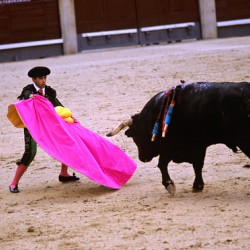 Bullfighter engages with bull at Las Ventas Bullring in Madrid