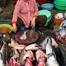 Fish seller prepares fresh catch in Phu Quoc market