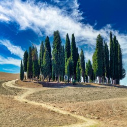 Cypress trees on a hill in San Quirico dOrcia Tuscany Italy