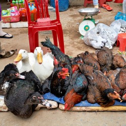 Market scene with live ducks and chickens in Phu Quoc