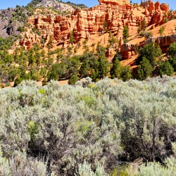 Visit Dixie National Forest in Utah with red rock formations