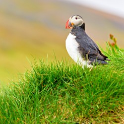 Puffin stands on grassy hill at Borgarfjordur Eystri Iceland
