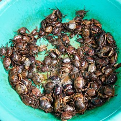 Fresh crabs in a green bowl at a market in Ho Chi Minh City