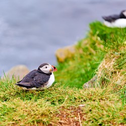 Puffin at Borgarfjordur Eystri in Iceland during summer