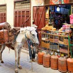 Donkey carrying gas cylinders through Fez Medina streets