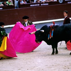 Bullfight at las ventas bullring in madrid spain