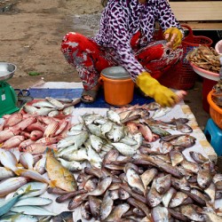 Fish seller in Phu Quoc market shows fresh catch for sale