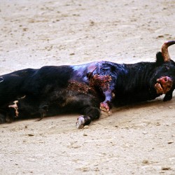 Bullfight event in Madrid showing the aftermath of a matador
