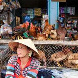 Market scene in Phu Quoc with vendor and chickens