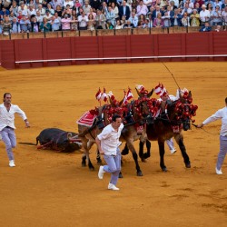 Bullfight event at Seville Arena in Andalusia Spain