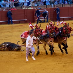 Bullfight at Seville Arena shows traditional Spanish culture