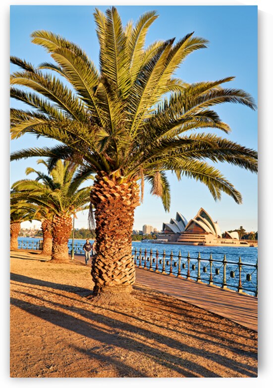 Palm trees line Sydney Harbour with Opera House in background. by Marco Brivio