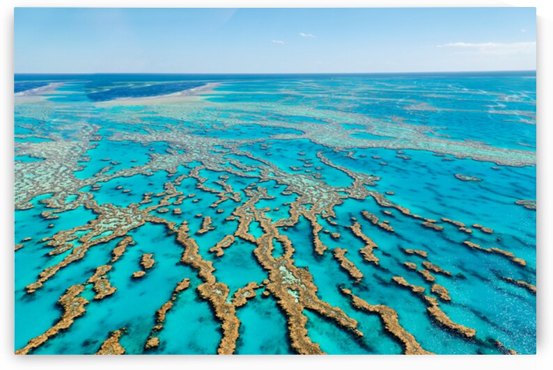Vibrant coral formations of Great Barrier Reef in Australia by Marco Brivio