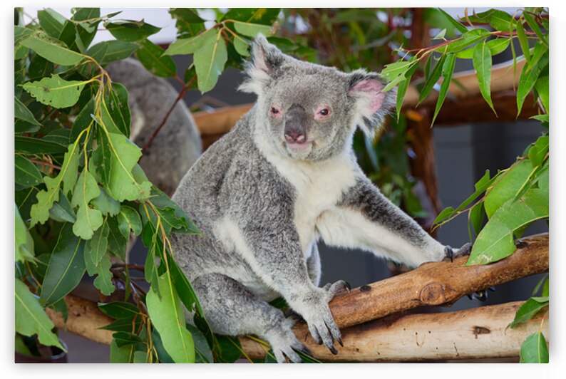 Koala sits on a tree branch among green leaves in Australia by Marco Brivio
