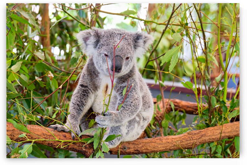 Koala eating eucalyptus leaves in a tree. by Marco Brivio