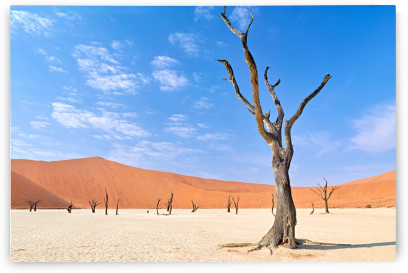 Dried camel thorn trees in Deadvlei clay pan of Namibia by Marco Brivio