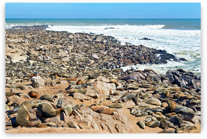 Cape fur seals resting on Skeleton Coast in Namibia at Cape Cros by Marco Brivio