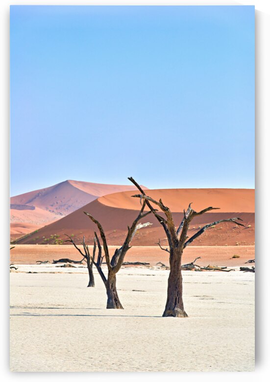 Dried trees in Deadvlei clay pan of Namib Naukluft National Park by Marco Brivio