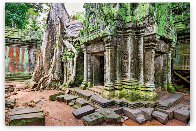 Ancient temple ruins overgrown by massive tree roots and moss. by Marco Brivio