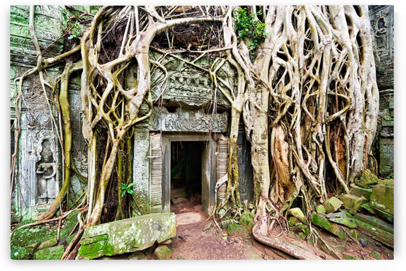 Ancient temple ruins overgrown by massive tree roots. by Marco Brivio