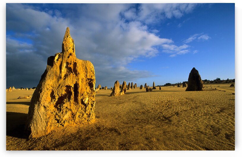 Golden limestone pinnacles in the Australian desert at sunset. by Marco Brivio